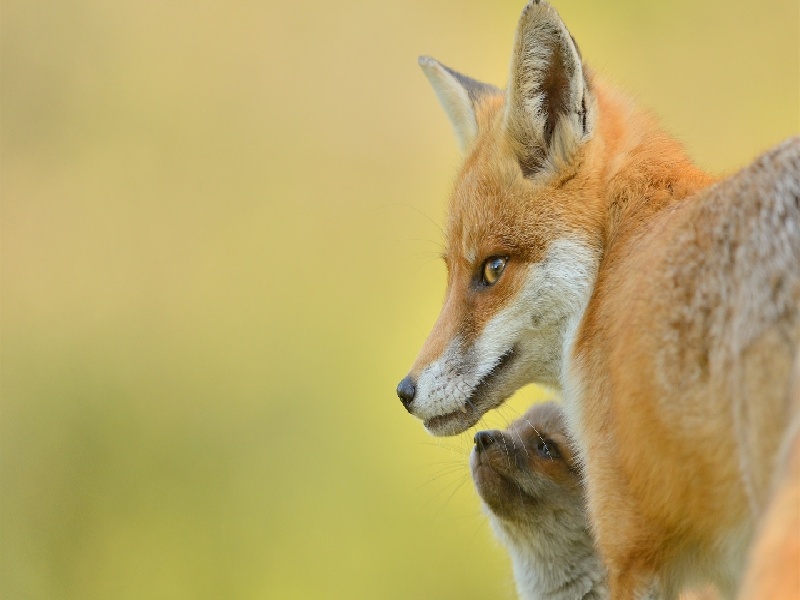 在线试管儿医生妻子试管捐献丈夫试管怀孕初期 体温